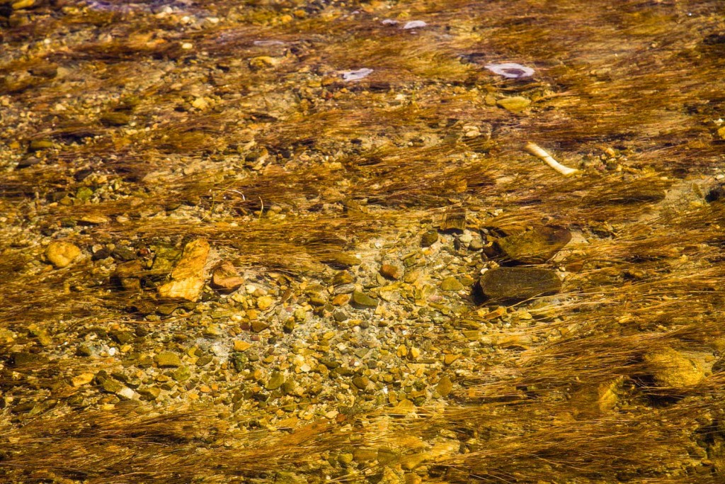 Stream & Bone, Near Lake Manarosavar, Western Tibet